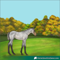 Horse Color:Silver Smoky Blue Roan 