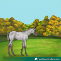 Horse Color:Silver Blue Roan 