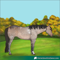 Horse Color:Bay Dun