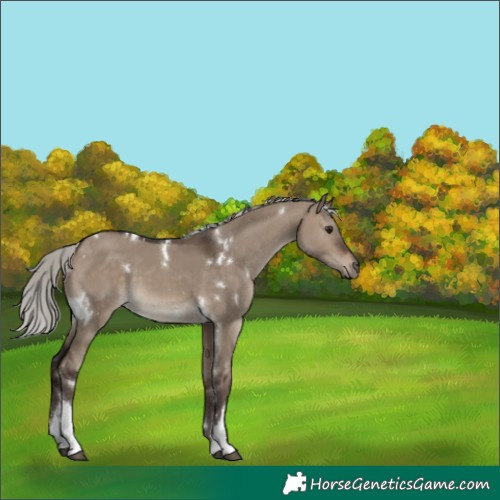 Horse Color:White Spotted Silver Brown Dun 