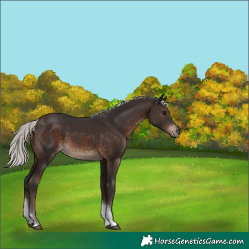 Horse Color:White Spotted Silver Brown Tobiano 