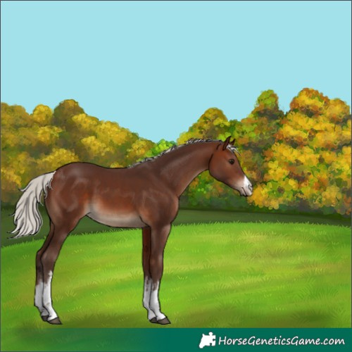Horse Color:White Spotted Silver Brown 