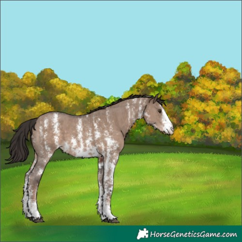 Horse Color:Liver Red Dun Sabino 
