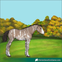Horse Color:Liver Red Dun Sabino