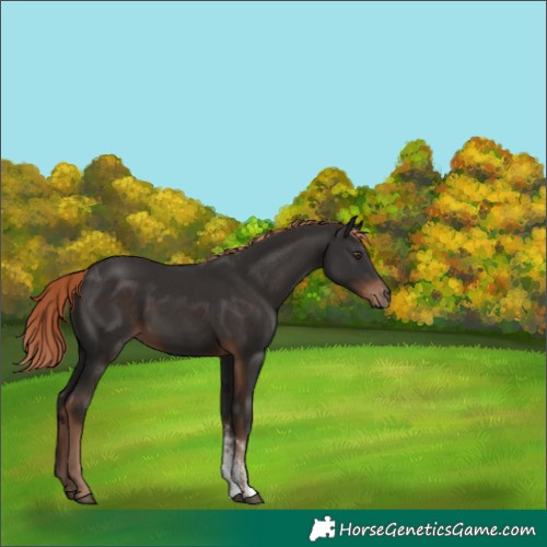 Horse Color:Liver Chestnut Sabino 
