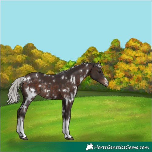 Horse Color:White Spotted Silver Brown Rabicano 