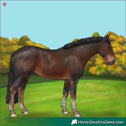 Horse Color:Gray Liver Chestnut Tobiano