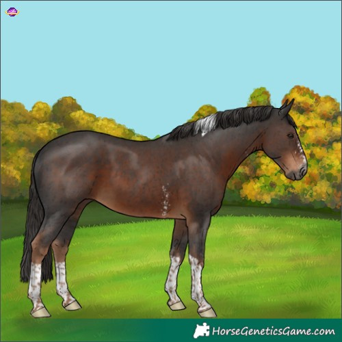 Horse Color:Gray Liver Chestnut Sabino Tobiano 