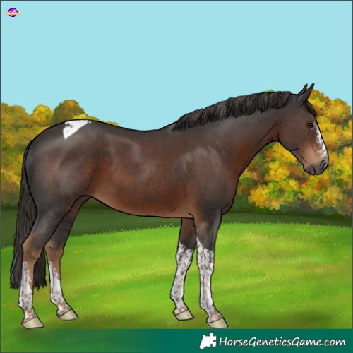 Horse Color:Gray Liver Chestnut Sabino Tobiano 