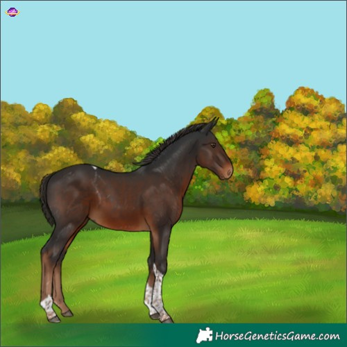 Horse Color:Gray Liver Chestnut Tobiano 