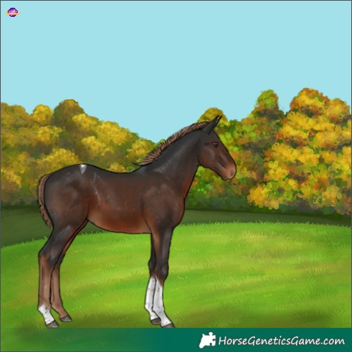 Horse Color:Gray Liver Chestnut Tobiano 