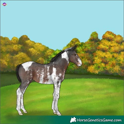 Horse Color:Gray Liver Chestnut Sabino Tobiano 