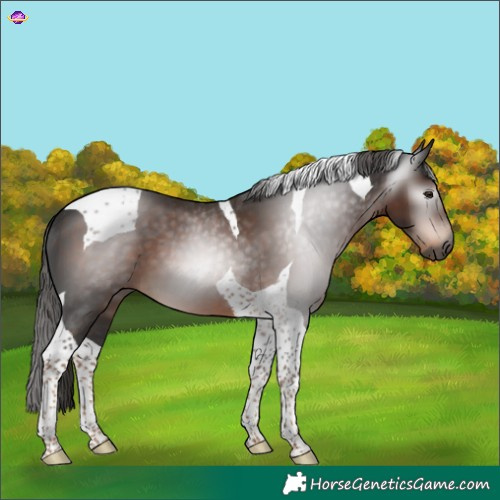 Horse Color:Gray Liver Chestnut Tobiano 