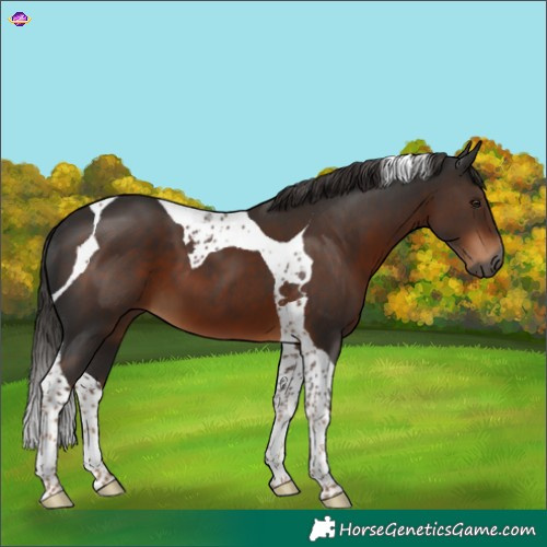 Horse Color:Gray Liver Chestnut Tobiano 