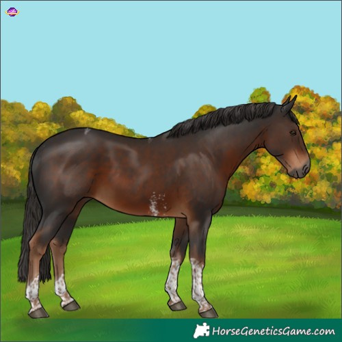 Horse Color:Gray Liver Chestnut Sabino Tobiano
