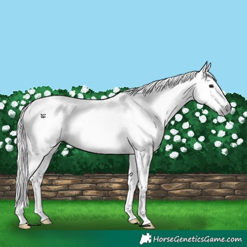 Horse Color:Gray White Spotted Bay 