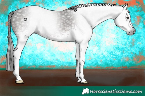 Horse Color:Gray White Spotted Bay