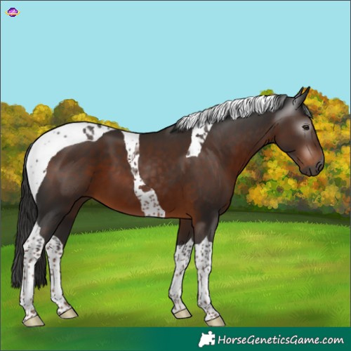 Horse Color:Gray Liver Chestnut Tobiano 