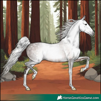 Horse Color:Gray White Spotted Silver Bay 