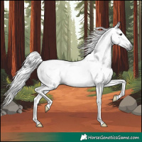 Horse Color:Gray White Spotted Silver Bay 