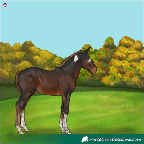 Horse Color:Gray Liver Chestnut Sabino Tobiano
