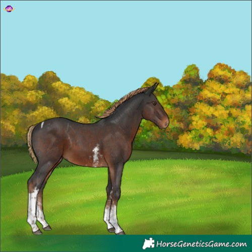 Horse Color:Gray Liver Chestnut Sabino Tobiano 