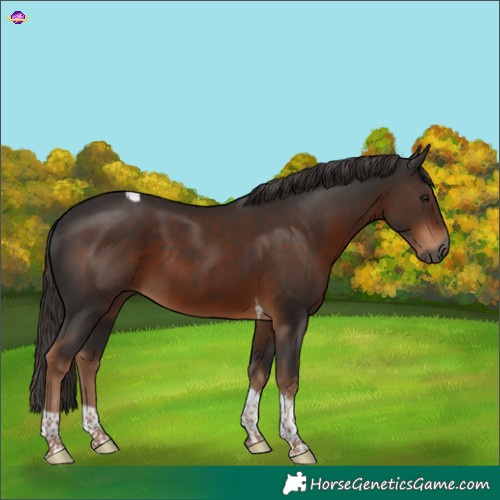 Horse Color:Gray Liver Chestnut Sabino Tobiano 