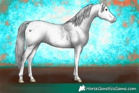 Horse Color:Gray White Spotted Black Blanket