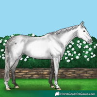 Horse Color:Gray Silver Black 