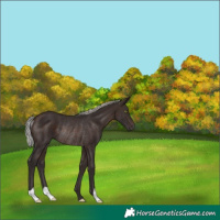 Horse Color:Silver Brown Mushroom Rabicano 