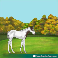 Horse Color:Gray Silver Brown Splash Tobiano Frame
