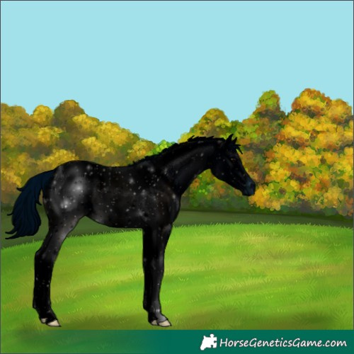 Horse Color:ERROR: UNKNOWN ANOMALY