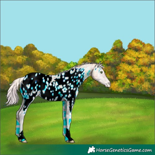 Horse Color:Plaid  Silver Amber Champagne Ice Pearl Onyx Appaloosa 