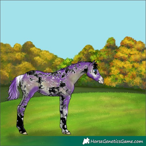 Horse Color:Watercolor Blue Onyx Splash Tobiano 