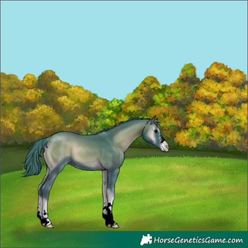 Horse Color:Watercolor Blue Onyx 