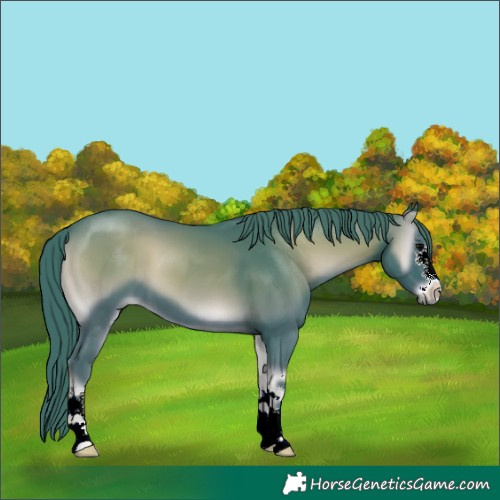 Horse Color:Watercolor Blue Onyx 