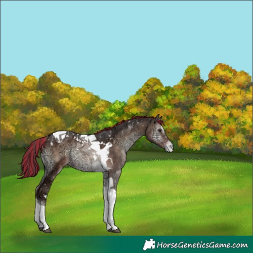 Horse Color:Painted Liver Red Onyx Ice Tobiano Appaloosa Rabicano 