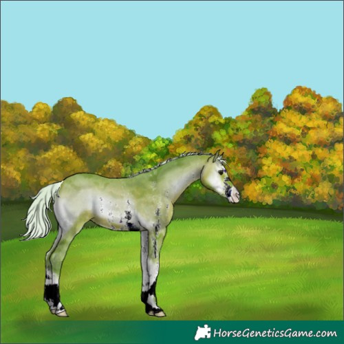 Horse Color:Watercolor Silver Bay Onyx Sabino 