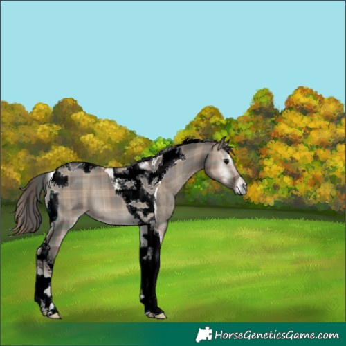 Horse Color:Plaid  Grullo Onyx Tobiano 