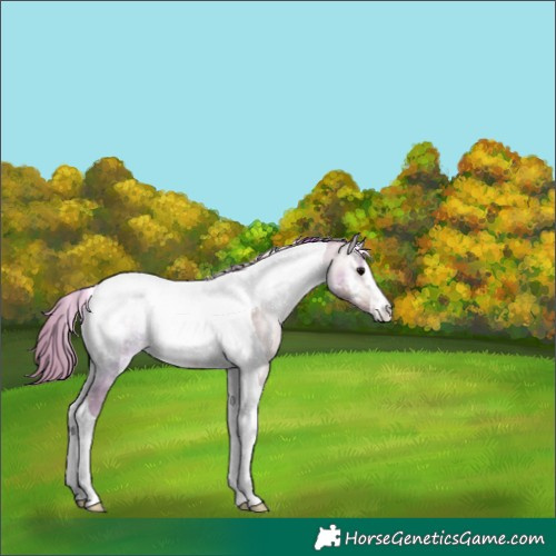 Horse Color:Platinum Painted Chocolate Buckskin Onyx Tobiano 