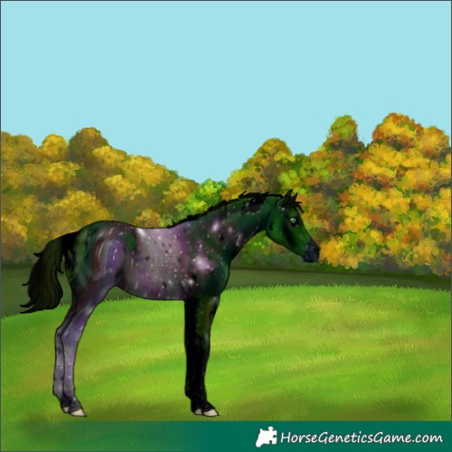 Horse Color:ERROR: UNKNOWN ANOMALY