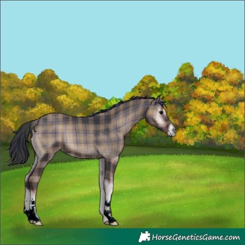 Horse Color:Plaid  Blue Onyx 