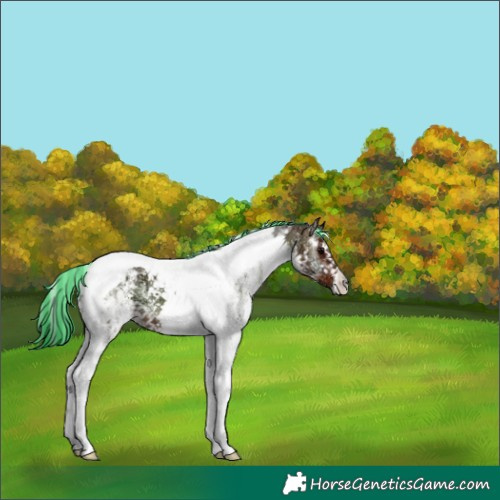 Horse Color:Painted White Spotted Bay Ice Onyx Tobiano 