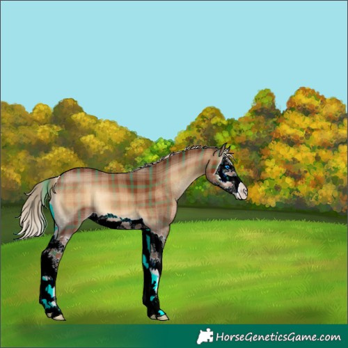 Horse Color:Plaid  Red Onyx Splash 