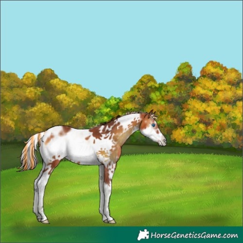 Horse Color:Painted Bay Onyx Splash Tobiano Frame 
