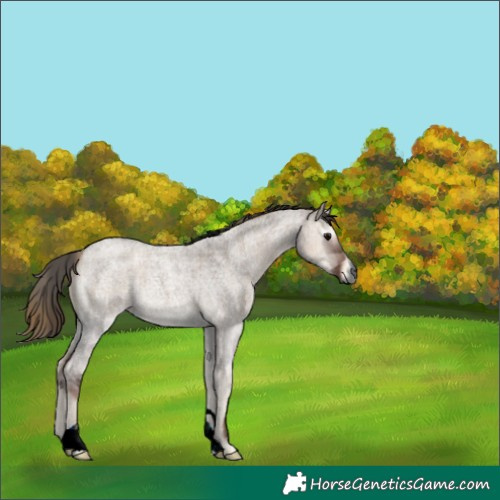 Horse Color:Gray Plaid  Grullo Roan Onyx 