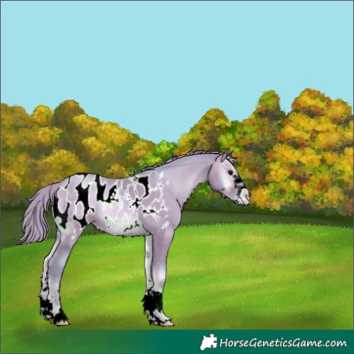 Horse Color:Watercolor Brown Pearl Onyx Appaloosa 