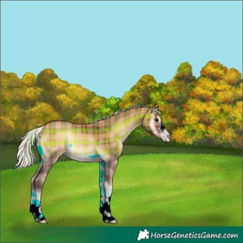 Horse Color:Plaid  Silver Bay Onyx Rabicano 