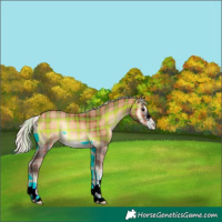 Horse Color:Plaid Silver Bay Onyx Rabicano