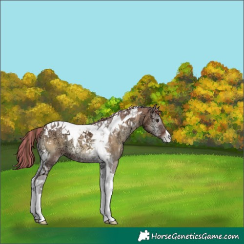 Horse Color:Painted Red Dun Ice Onyx Tobiano Appaloosa 